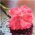Profile picture of Carnation Rose