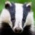 Profile picture of Badger
